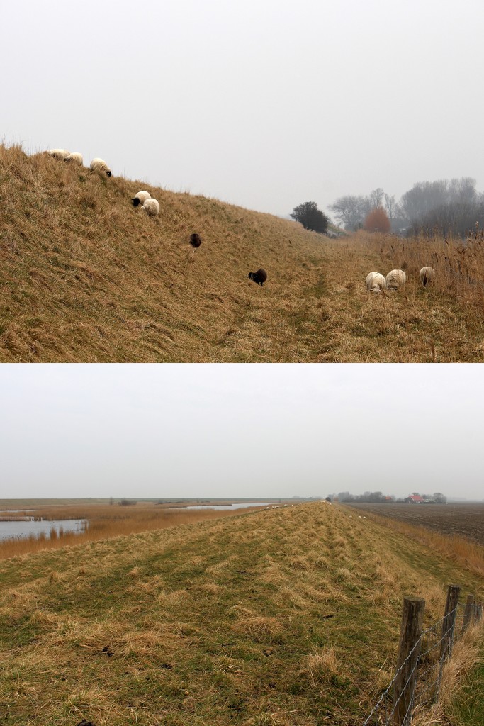Sheeps on the dike. by pyrrhula