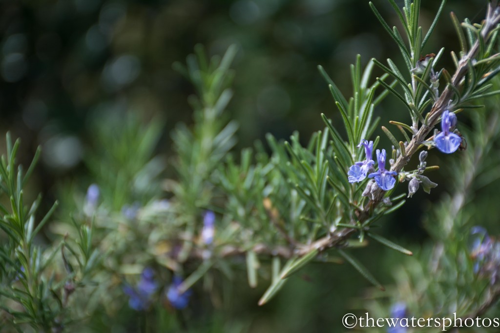Rosemary... by thewatersphotos