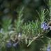 Rosemary... by thewatersphotos