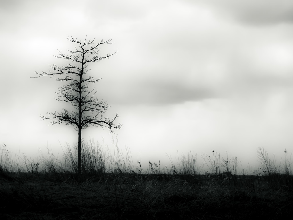 lone tree by northy