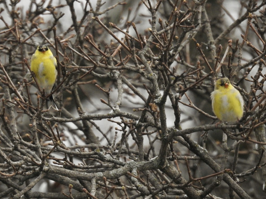 2goldfinches by amyk