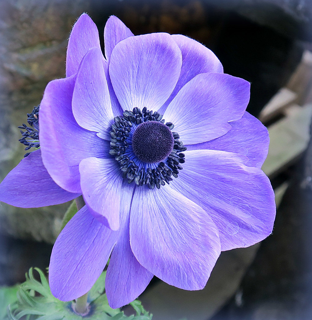 A for Anemone. by wendyfrost