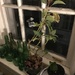New plant! by tatra