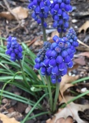 7th Apr 2018 - spring flowers