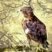 Wahlberg's Eagle .... by ludwigsdiana