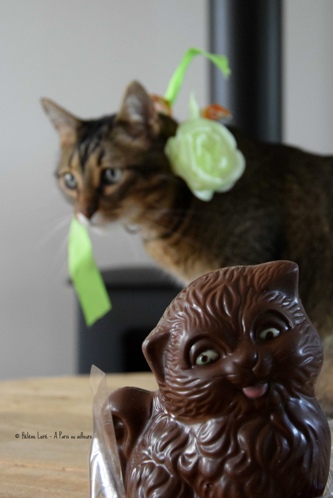 Easter cats by parisouailleurs