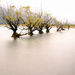 Glenorchy Trees by dkbarnett