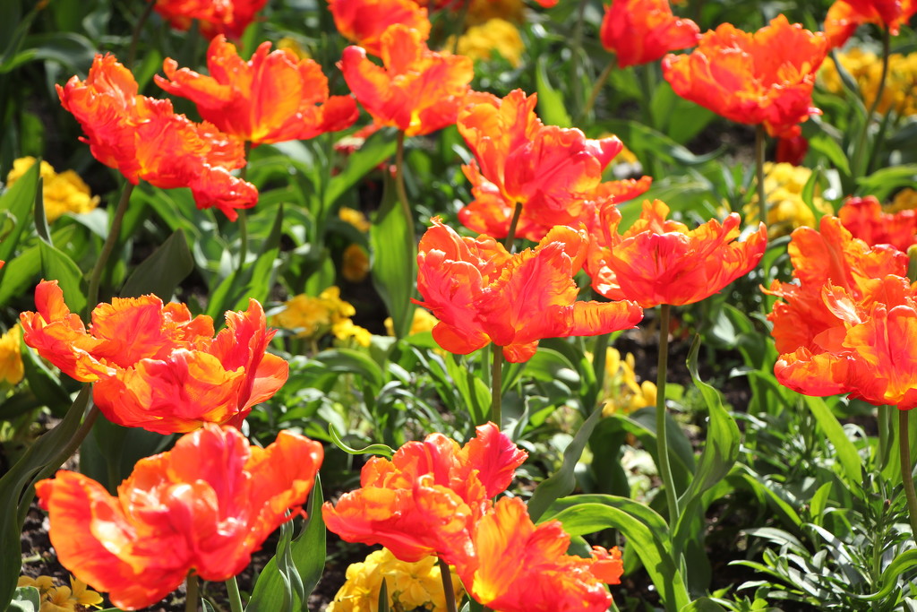 Brilliant Orange Tulips! by jamibann