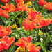 Brilliant Orange Tulips! by jamibann