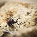 The biggest Redback spider I’ve ever seen! by jodies