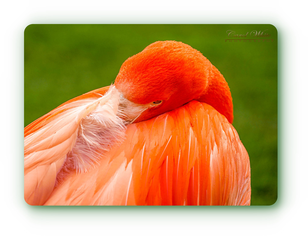 Snoozing Flamingo by carolmw