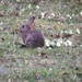 Rabbit by mattjcuk