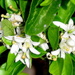 Orange Blossoms by stownsend