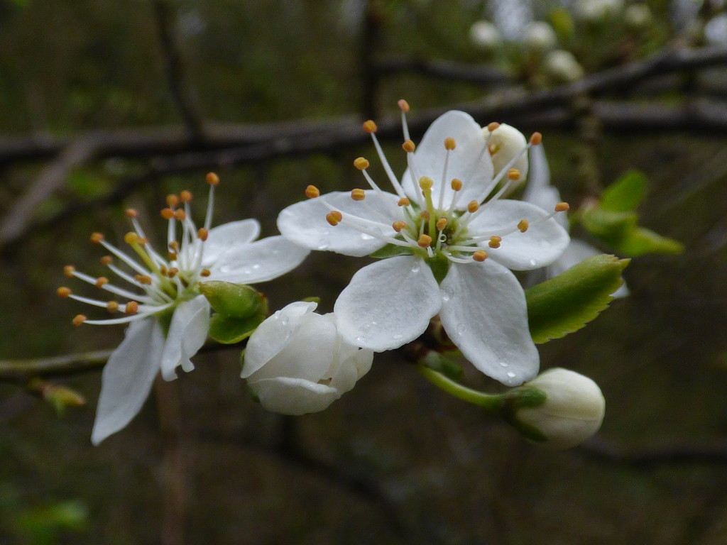 Blackthorn out at last by julienne1