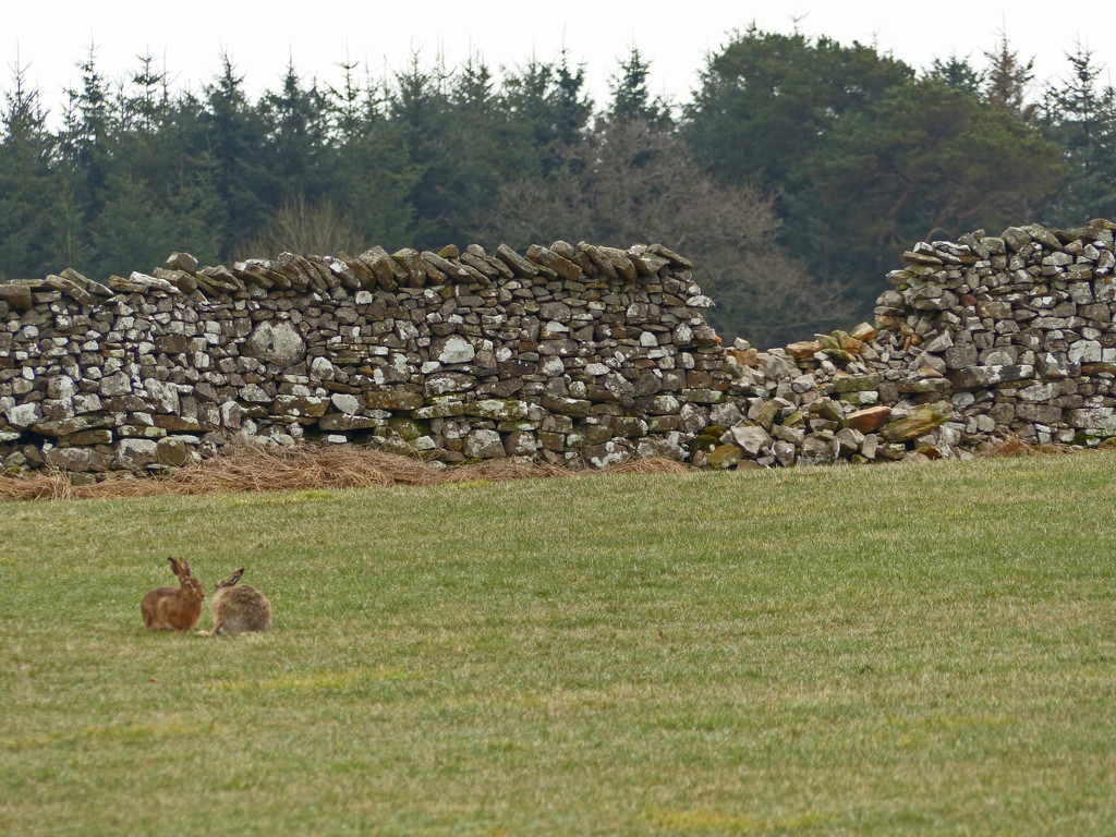 Hare by shirleybankfarm