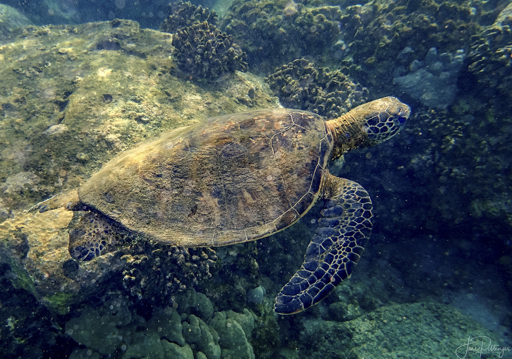 Sea Turtle  by jgpittenger