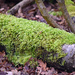 92. Moss by dragey74