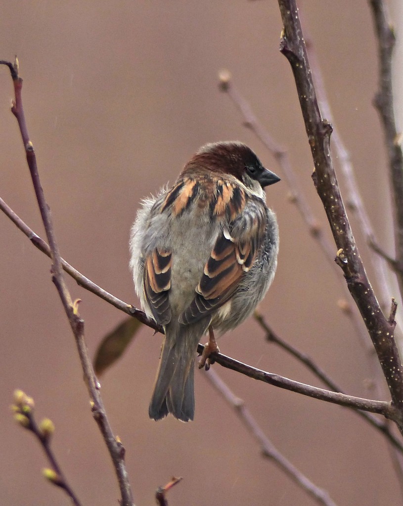 preening sparrow by jokristina