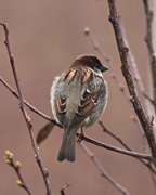 8th Apr 2018 - preening sparrow