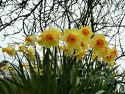 8th Apr 2018 - Daffodils ...