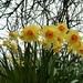 Daffodils ... by flowerfairyann
