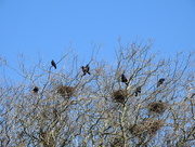 7th Apr 2018 - A Small Part of the Rookery