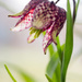 The Fritrillaria is now in bloom by atchoo