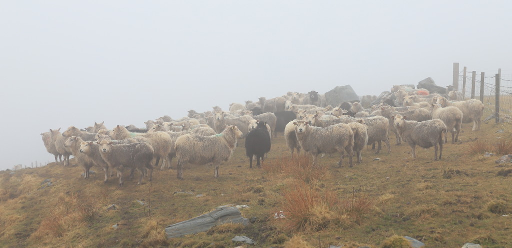 Foggy Gathering by lifeat60degrees