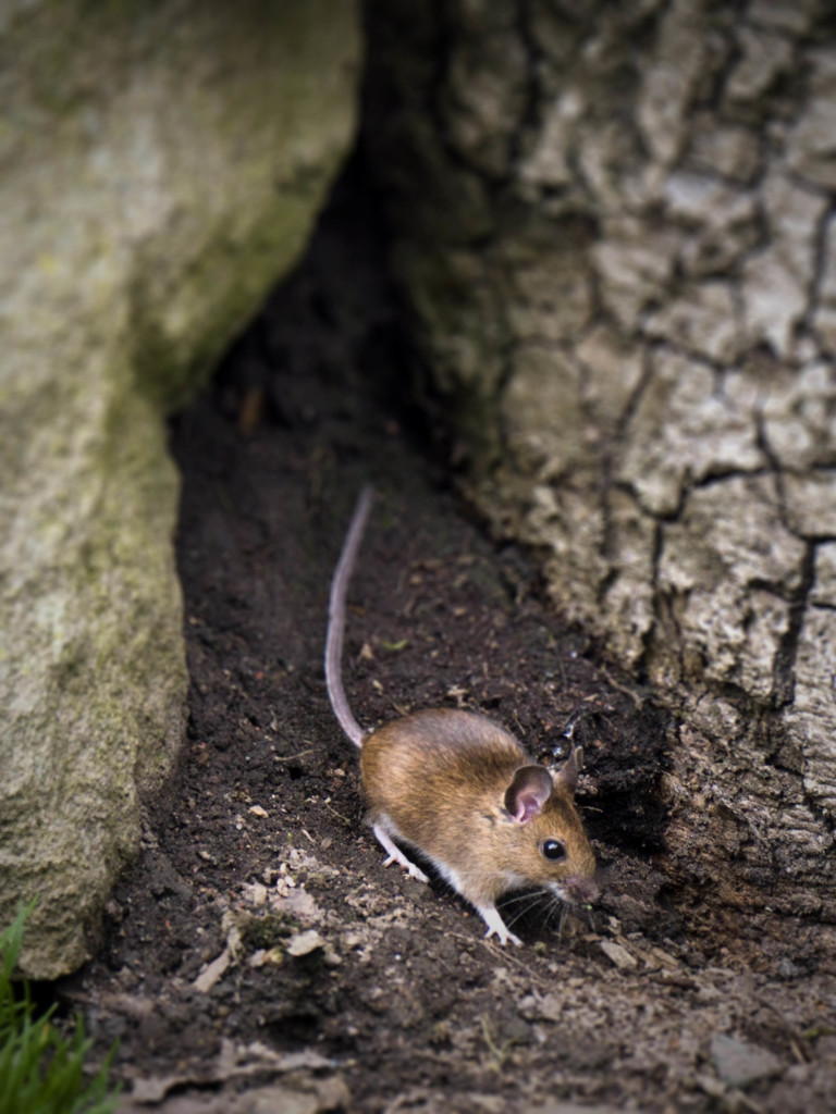 Wood Mouse. by gamelee