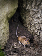 8th Apr 2018 - Wood Mouse.