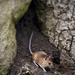 Wood Mouse. by gamelee