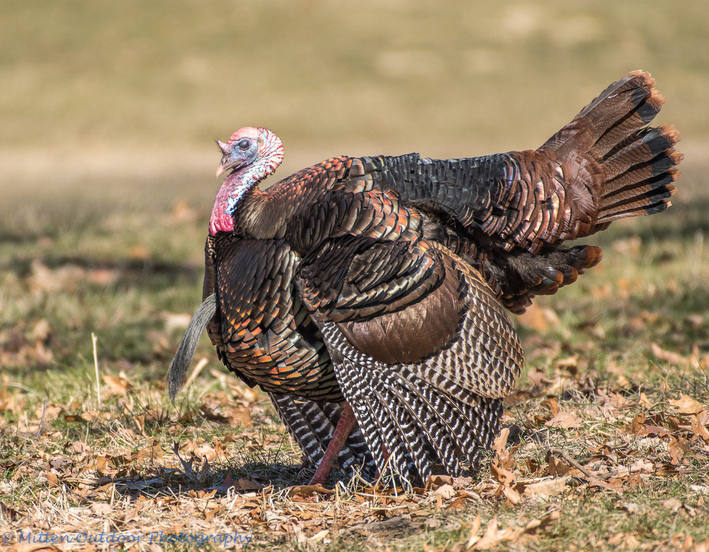 A Big Tom Turkey with Attitude by dridsdale