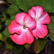 9th Apr 2018 - Pretty Bright Pink Geranium ~