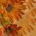 African daisy kaleidoscope...... by ziggy77