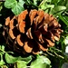 Pine cone by caterina