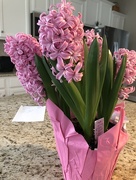 9th Apr 2018 - Kindness from my neighbor