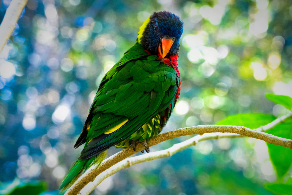 Portrait of a Lorikeet by stray_shooter