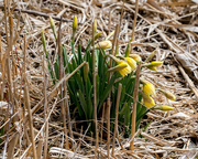 8th Apr 2018 - Daffodils
