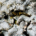 Lichen Macro by rminer