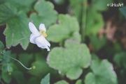 9th Apr 2018 - single white flower