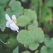 single white flower by ulla