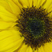 Sunflower by gaylewood