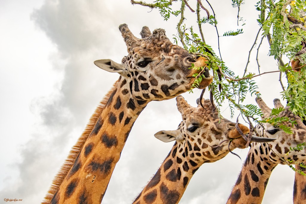 Three Wise Giraffes? by yorkshirekiwi