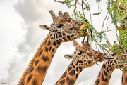 9th Apr 2018 - Three Wise Giraffes?