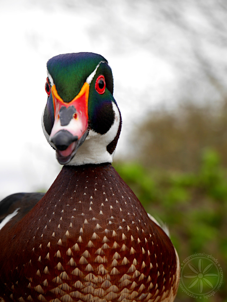 Mr Wood Duck by gq