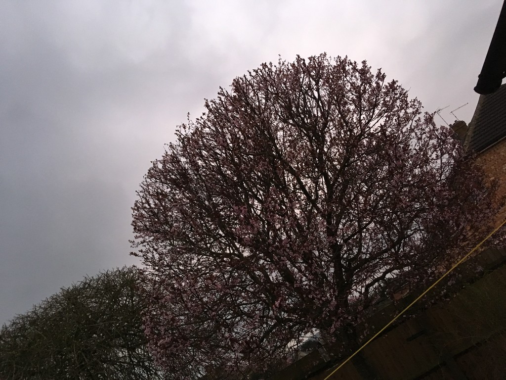 Cherry Blossom Tree by cataylor41