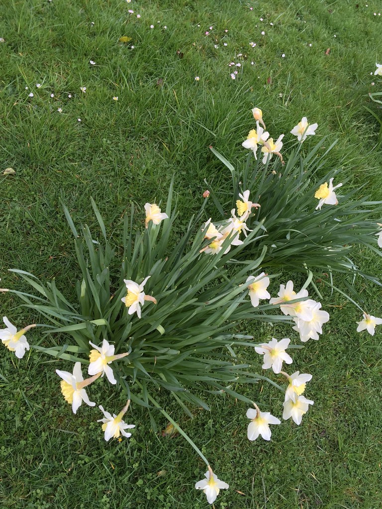Daffodil Flowers by cataylor41
