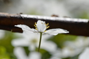 7th Apr 2018 - White Wood Anemone - Buschwindröschen