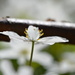 White Wood Anemone - Buschwindröschen by ninihi