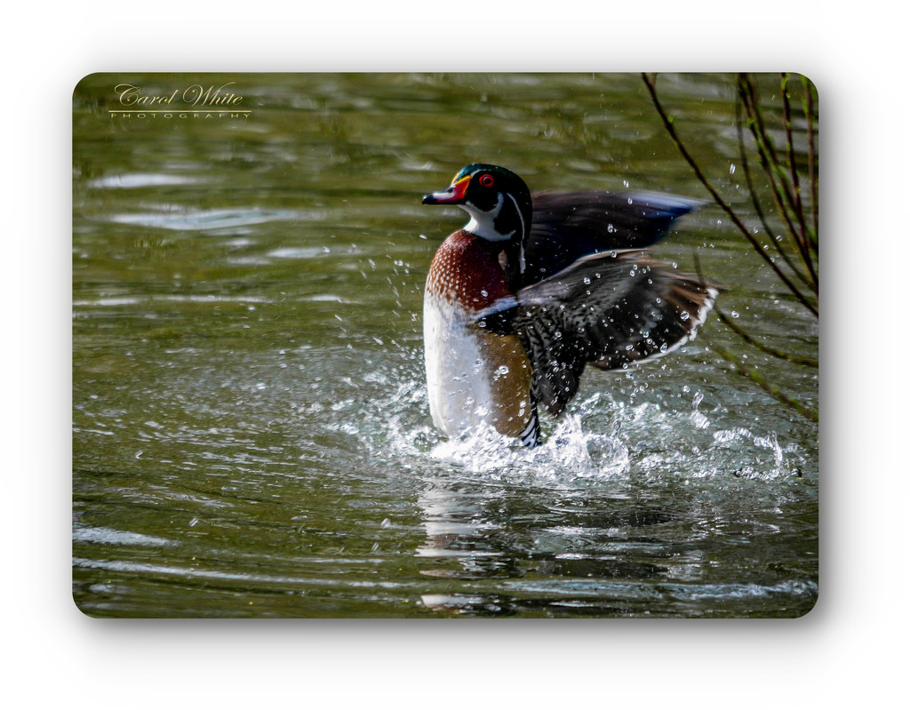 Wood Duck Making A Splash by carolmw